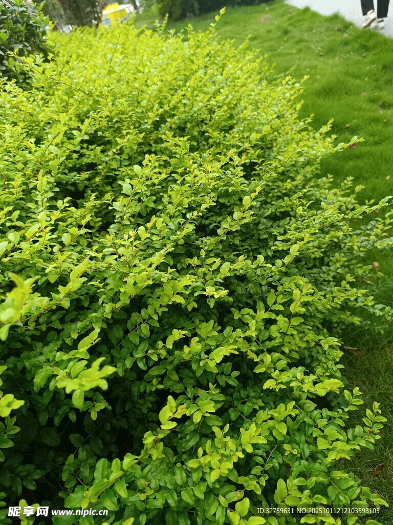 翠绿繁茂的灌木景观