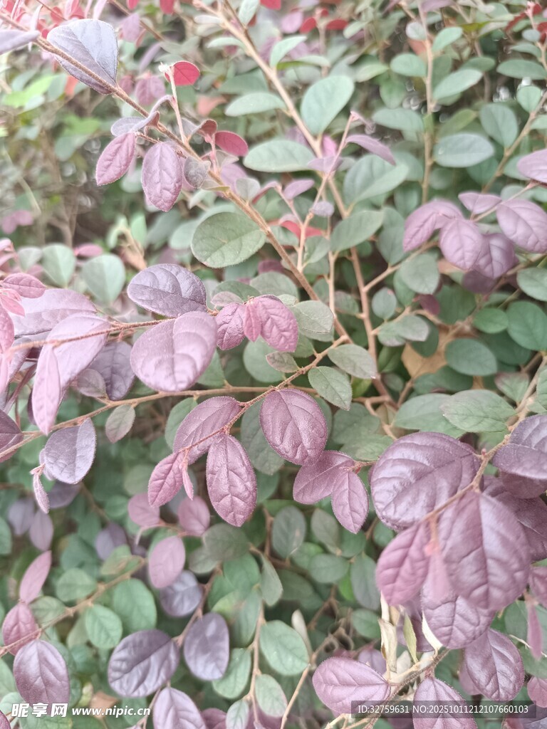 紫叶植物特写