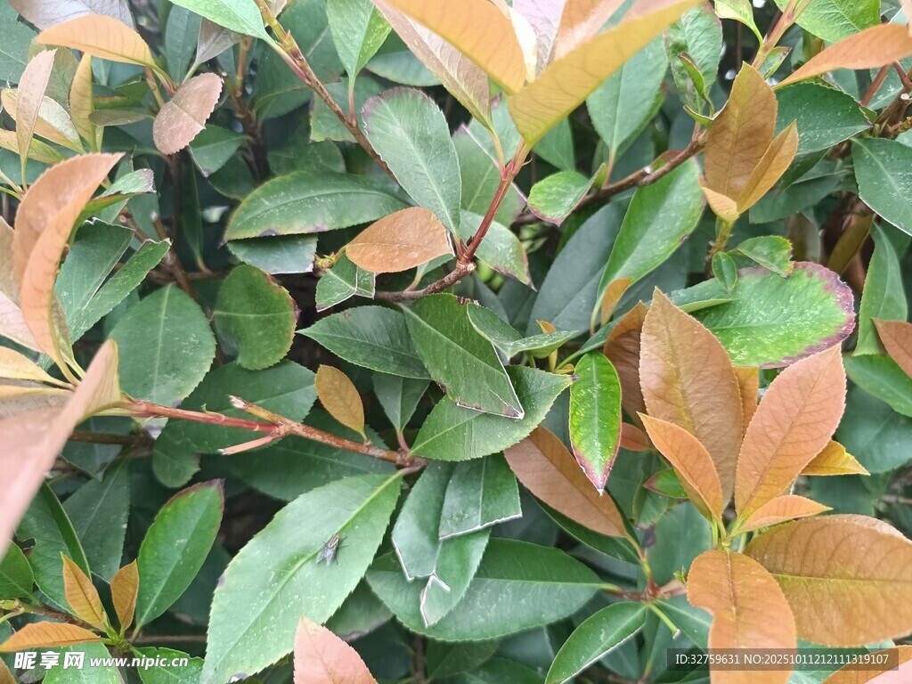 多彩叶片植物特写