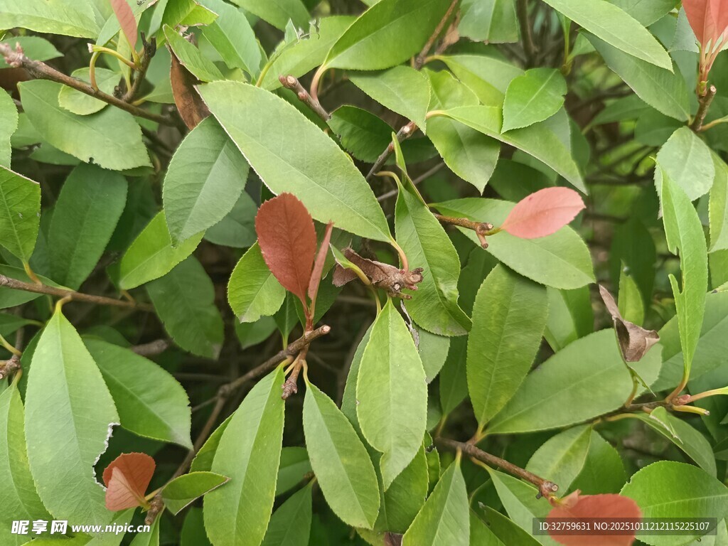 红绿相间的繁茂树叶