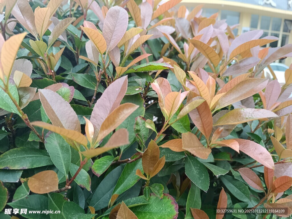 红叶石楠绿植特写