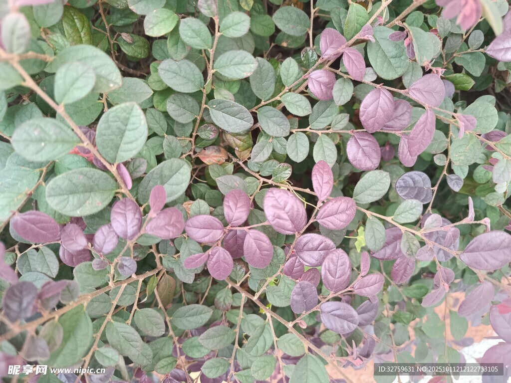 紫叶植物特写