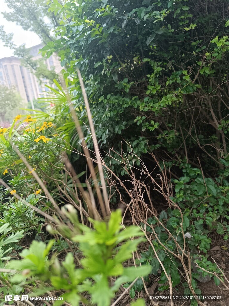 野外繁茂的绿植景象