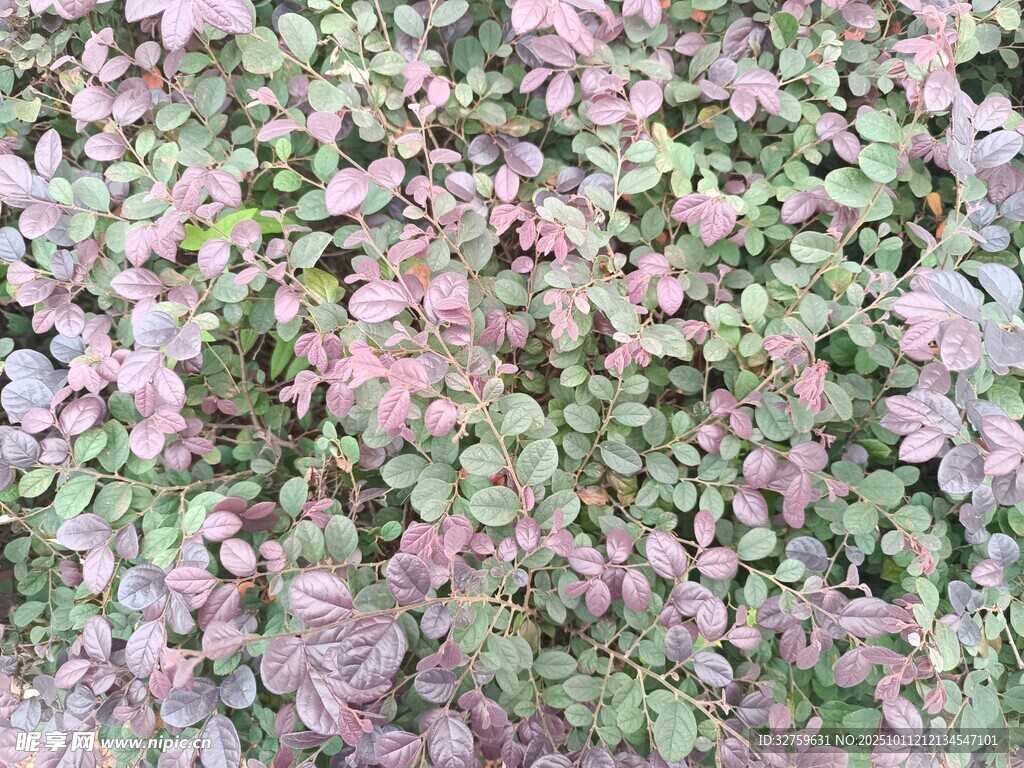 紫绿相间的繁茂植物