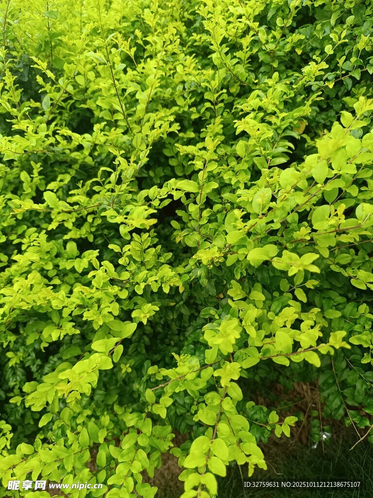 翠绿繁茂的树叶景观
