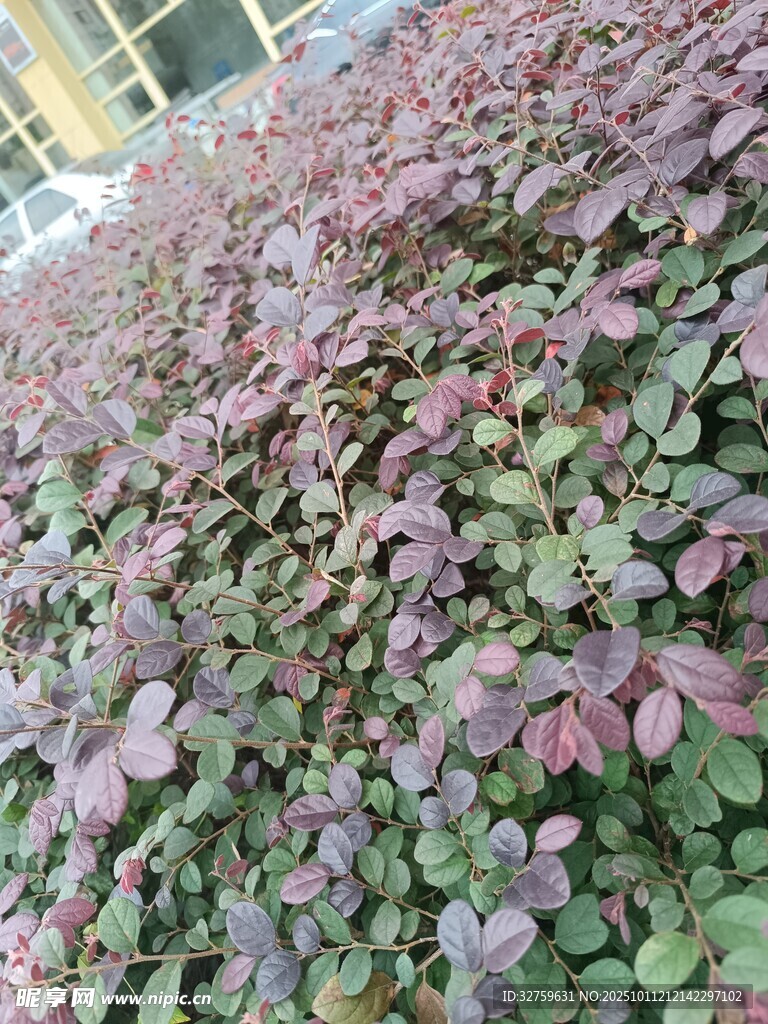 紫叶酢浆草植物景观