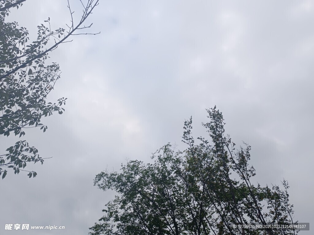 仰视天空中的树木