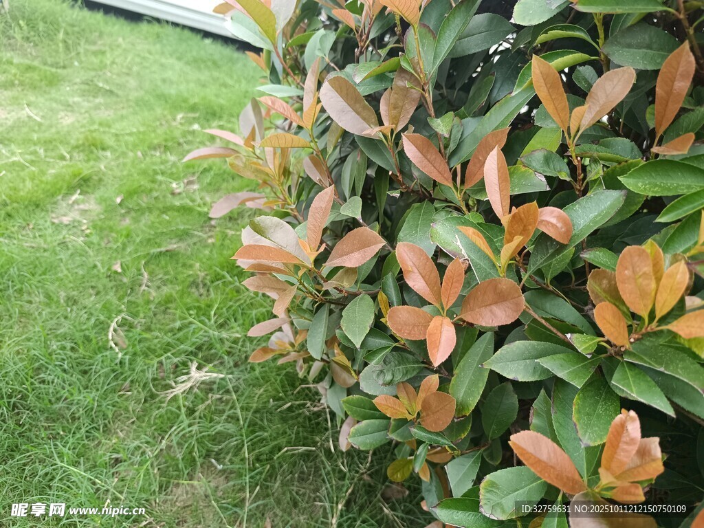 绿叶红边的多彩灌木