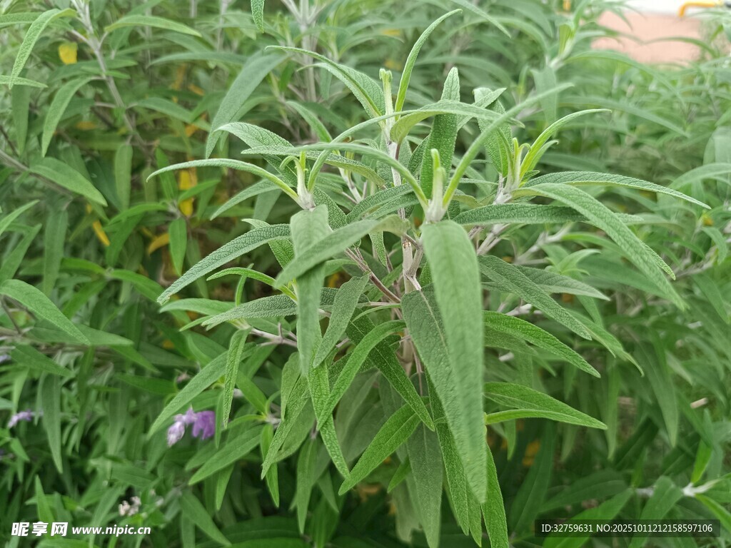 绿叶繁茂的植物景观