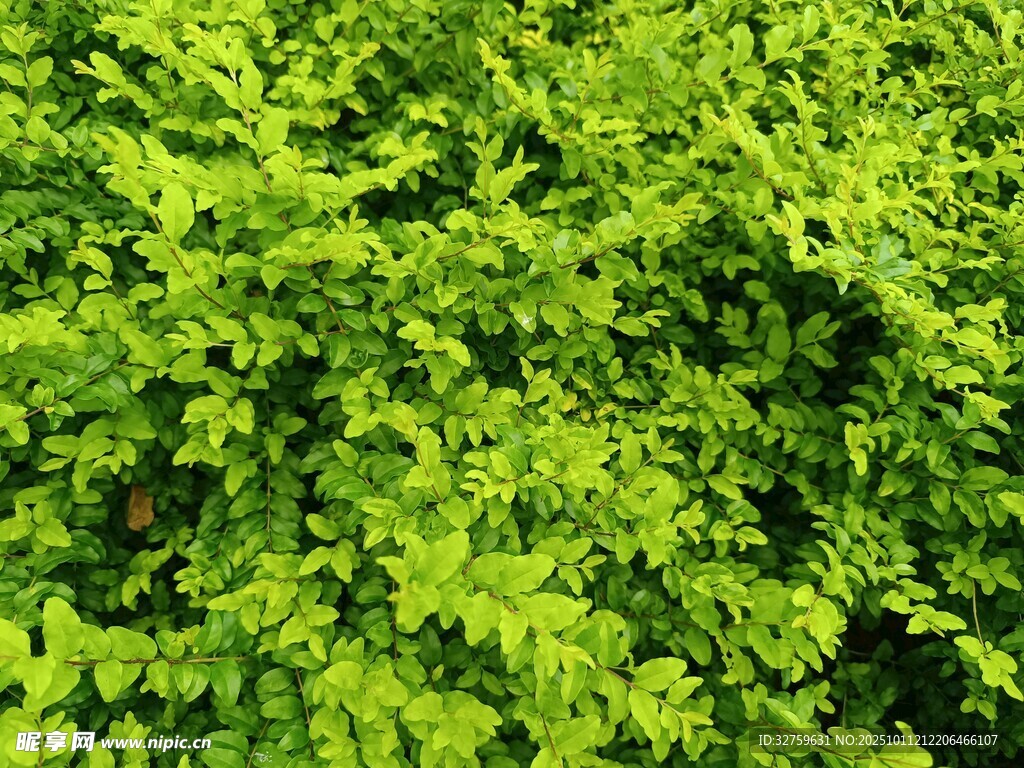 翠绿繁茂的植物景观
