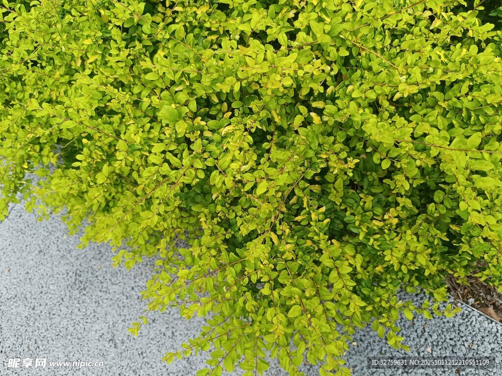 翠绿繁茂的路边绿植