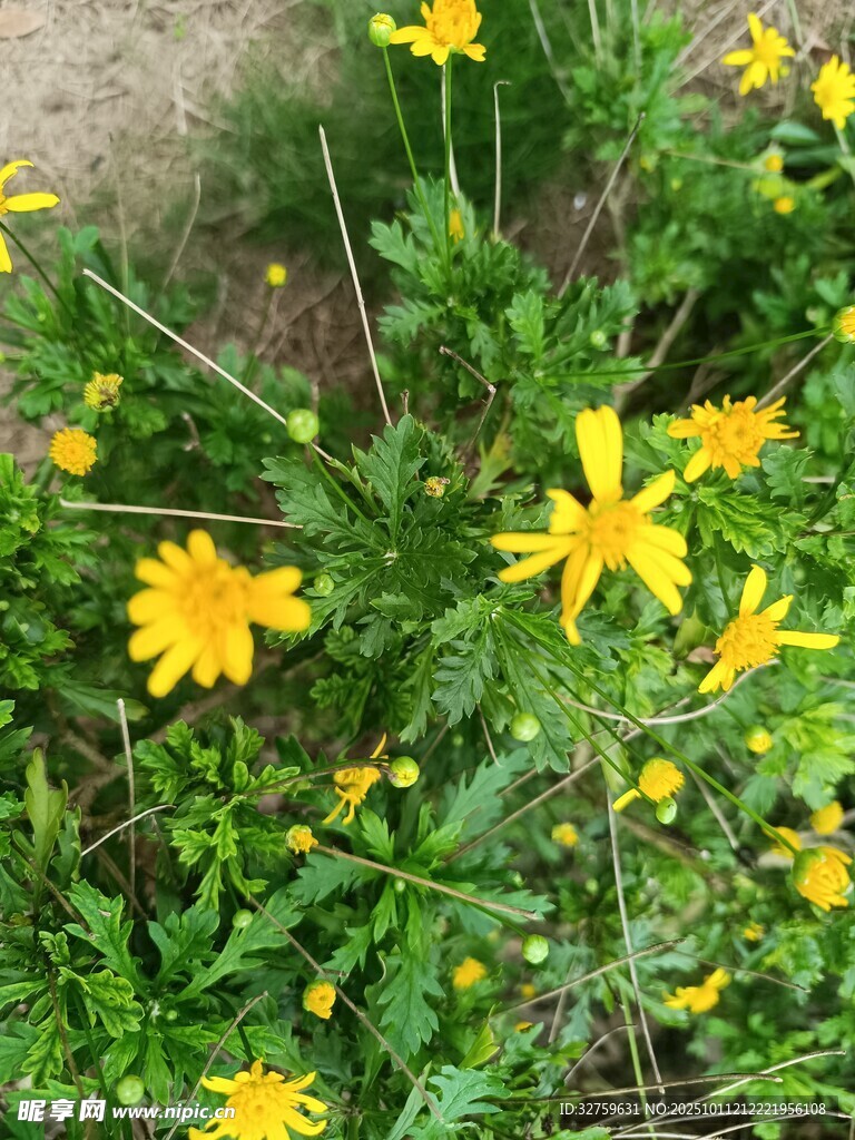 黄色小花绽放于绿叶间