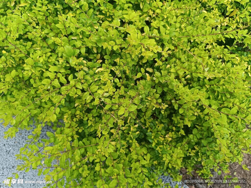 翠绿繁茂的垂挂植物
