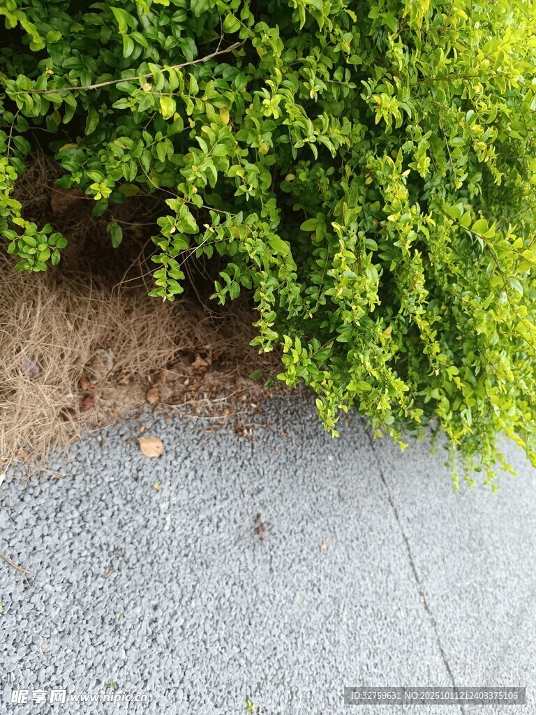 路边绿植与灰色路面