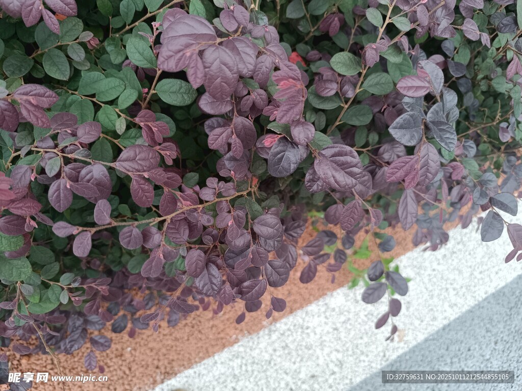 紫叶植物沿路边生长
