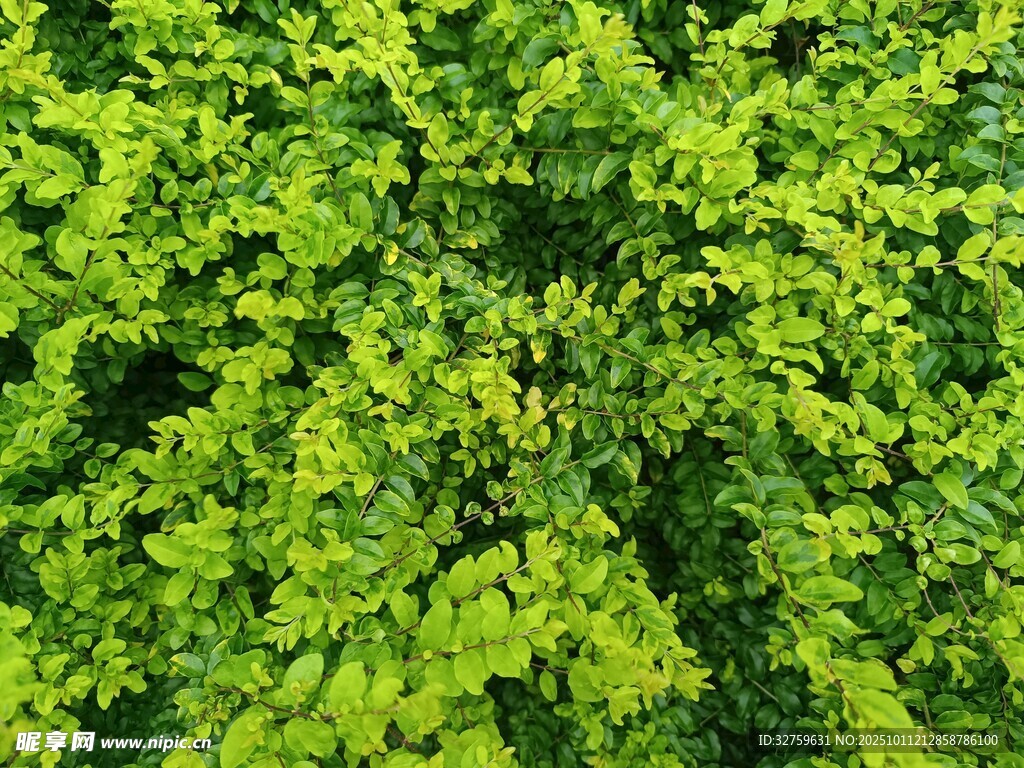 翠绿繁茂的爬藤植物