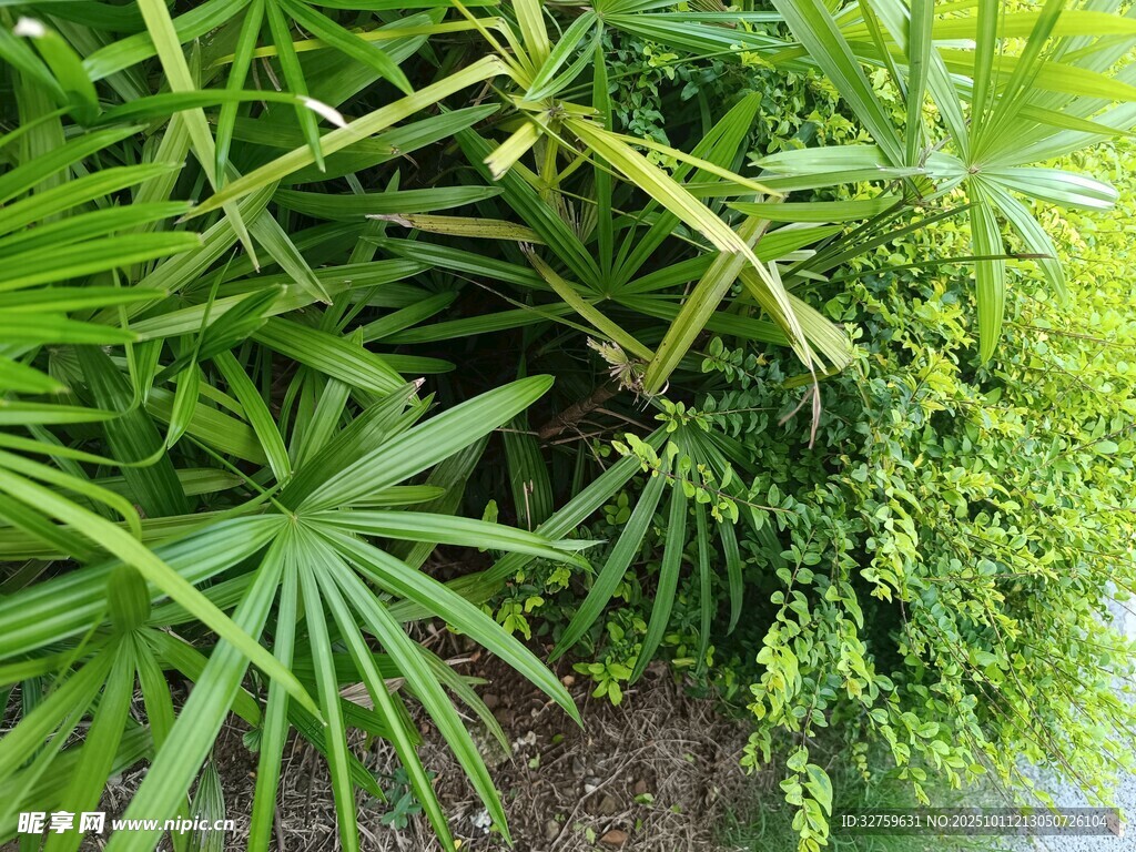 翠绿繁茂的多样植物景观