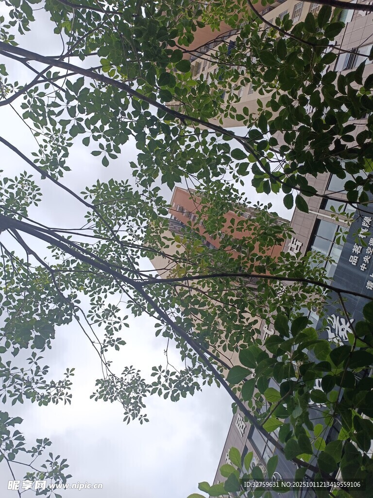 仰视繁茂绿树景观