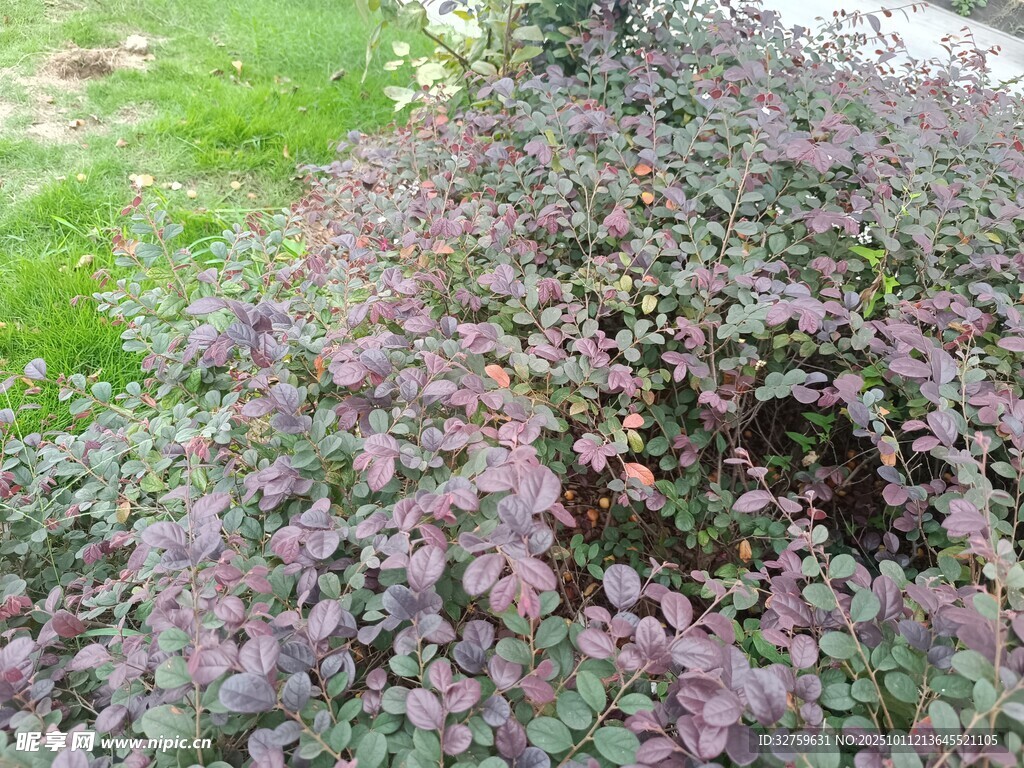 紫叶植物景观