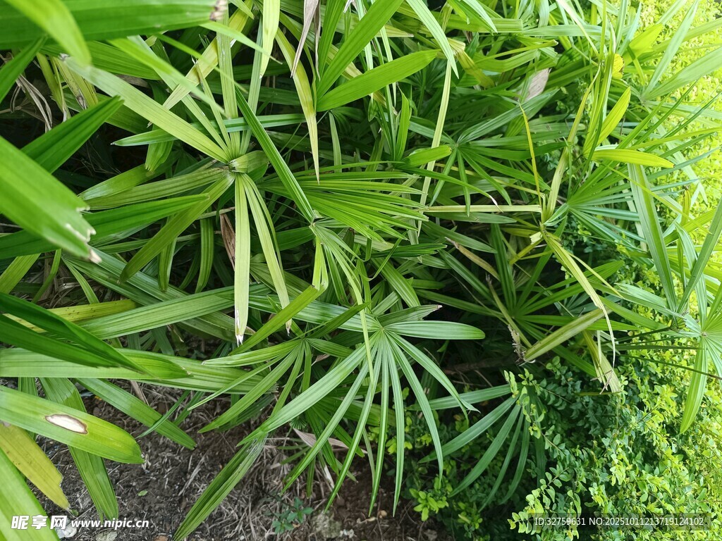 翠绿繁茂的热带植物景观