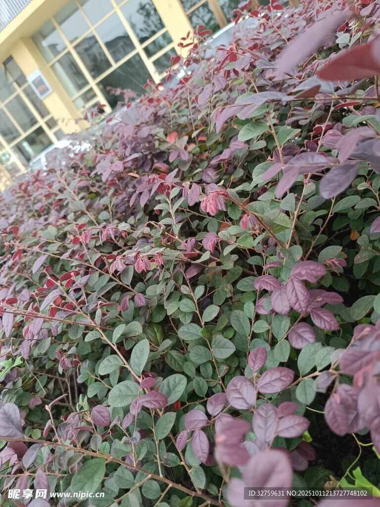 紫叶植物景观