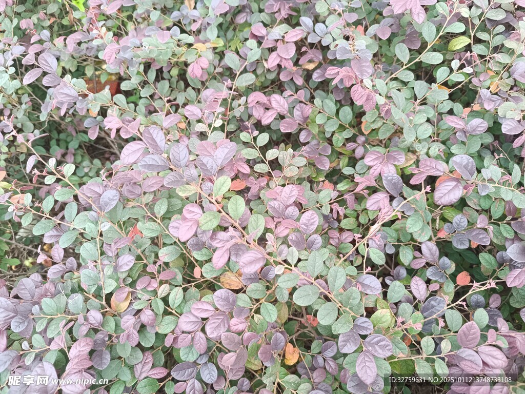 粉色斑斓植物景观