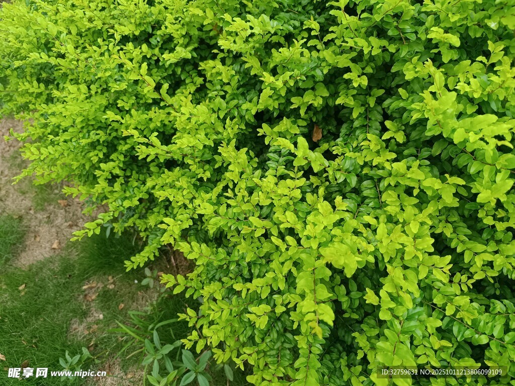 翠绿繁茂的绿植景观