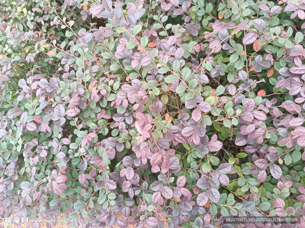 粉色绿植墙