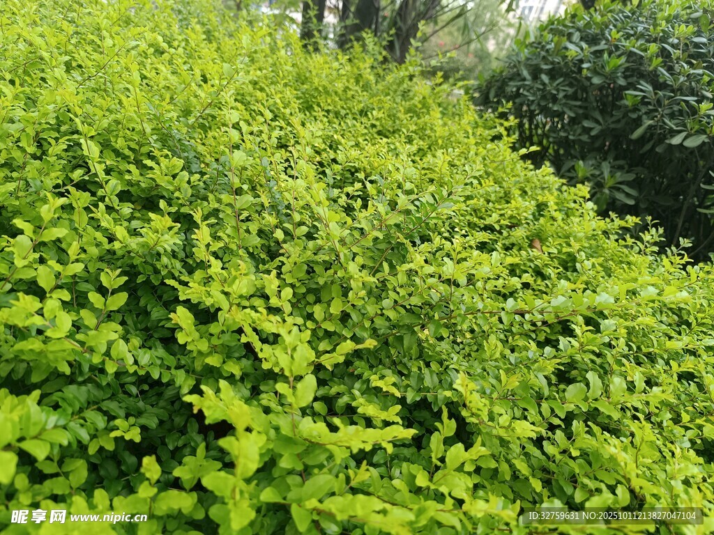 翠绿繁茂的灌木丛景观