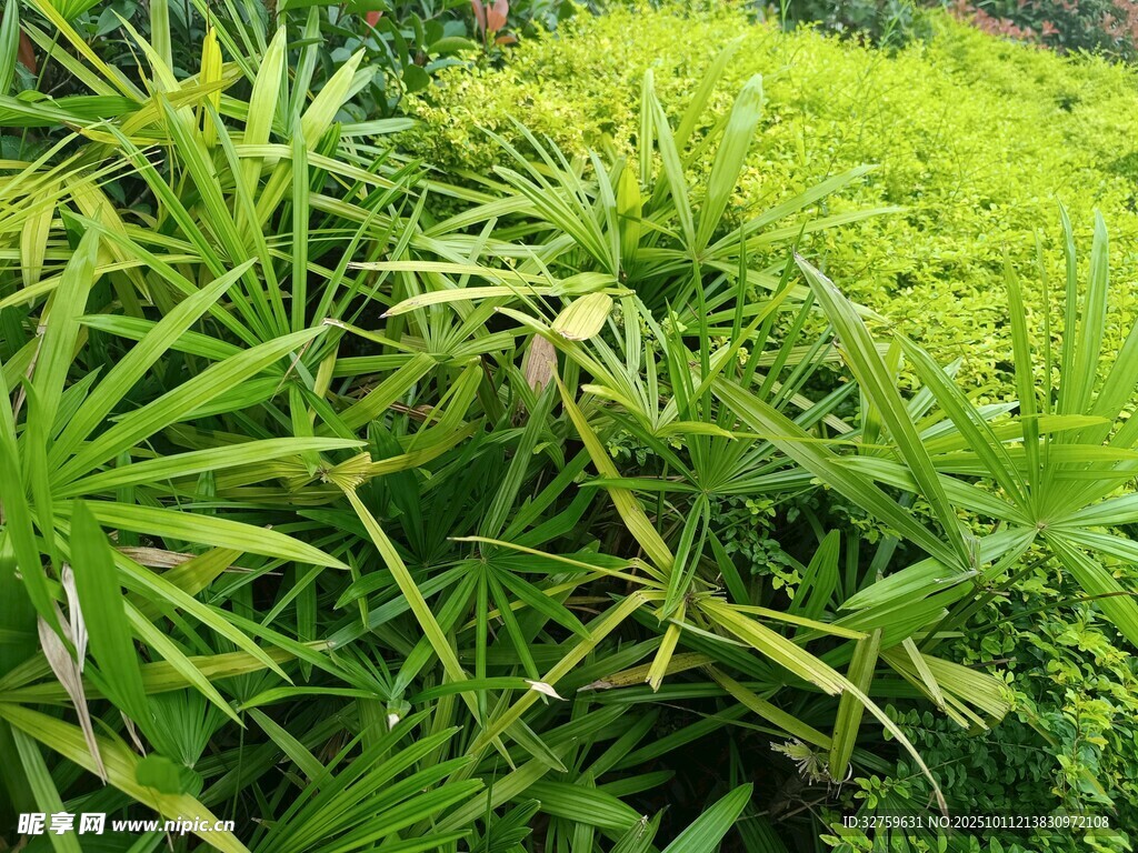 翠绿繁茂的多样植物景观