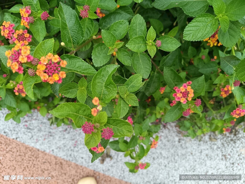 绿叶间的多彩小花