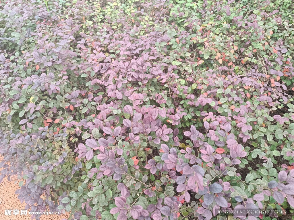 紫色花卉植物特写