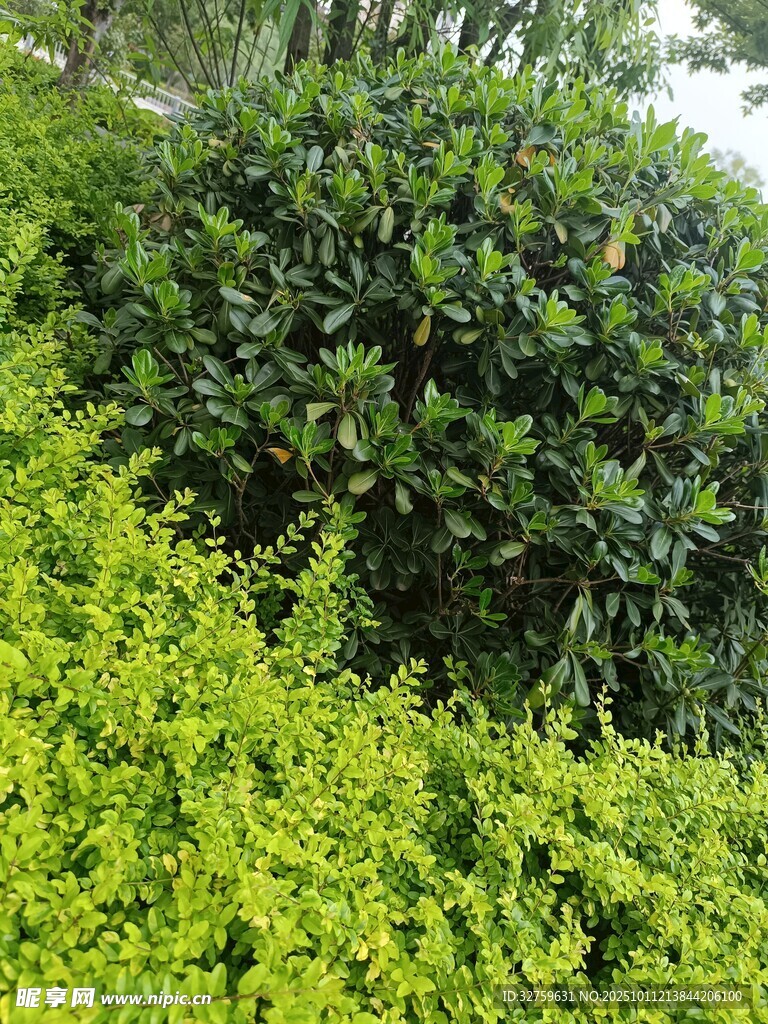 翠绿繁茂的绿植景观