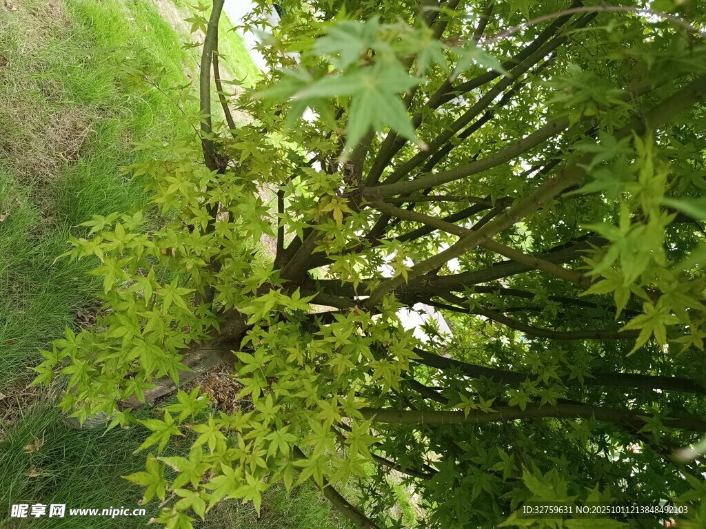 仰视视角下的繁茂绿树