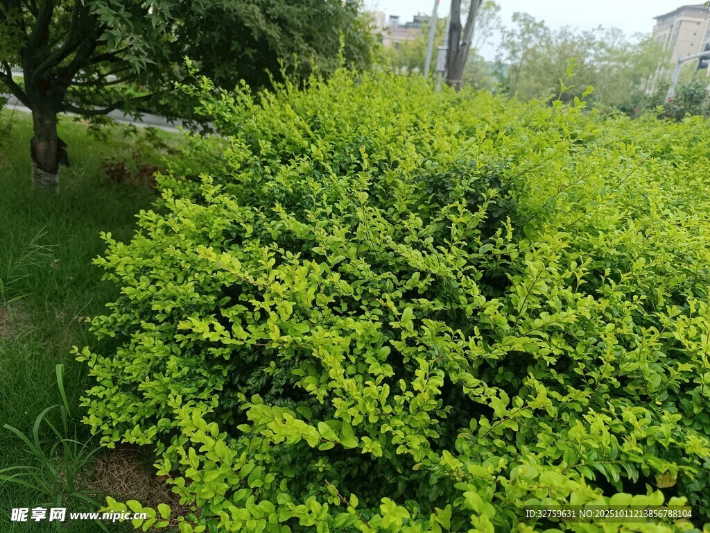 翠绿灌木丛