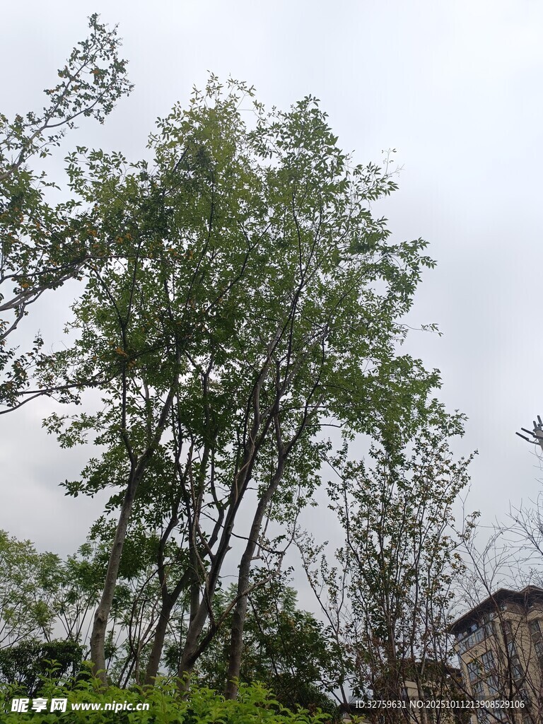 挺拔树木与朦胧天空景致