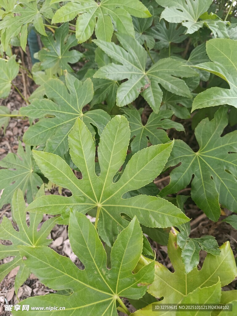 绿叶葱茏的植物景观