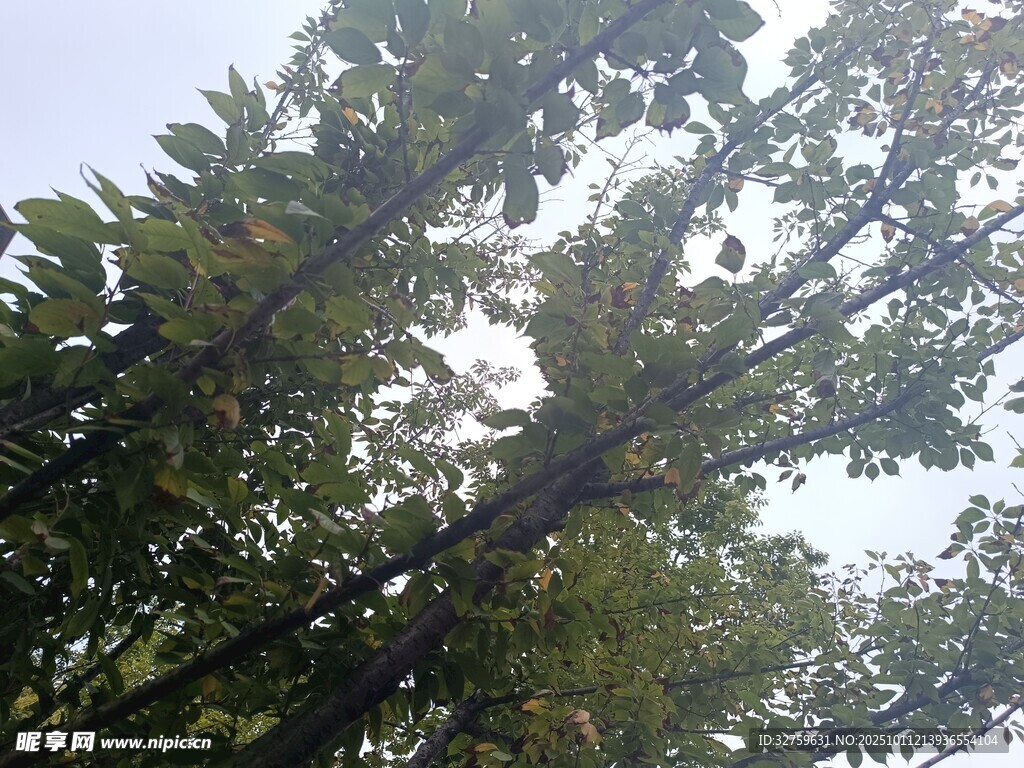 繁茂绿树 