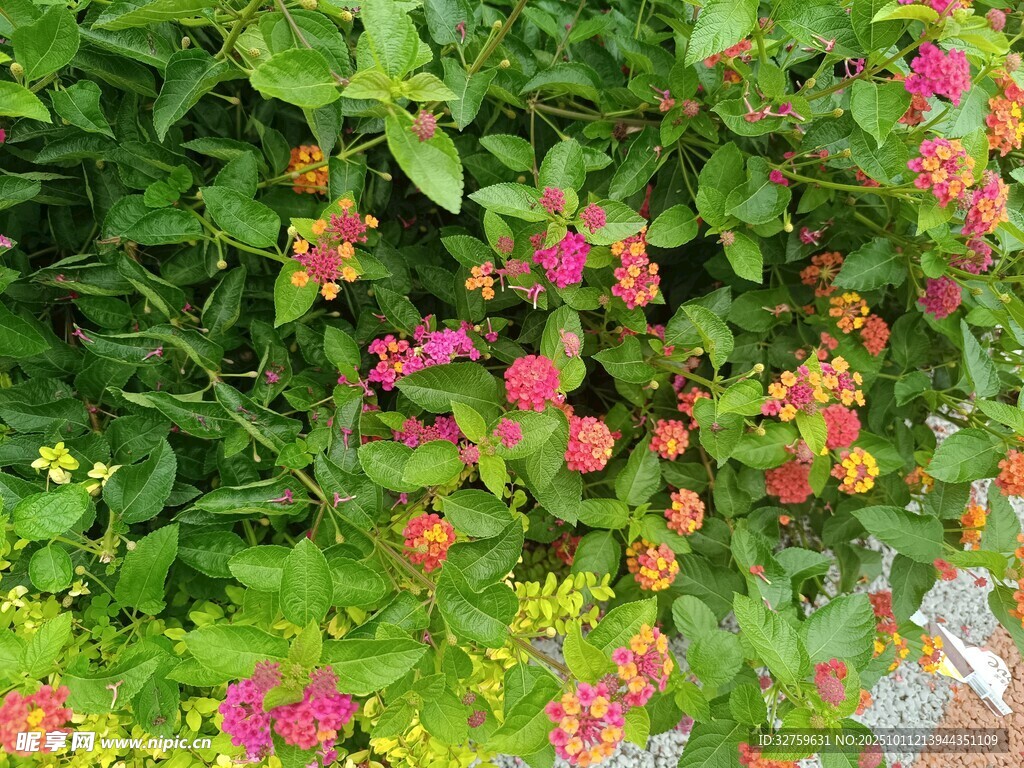 多彩花丛绽放生机
