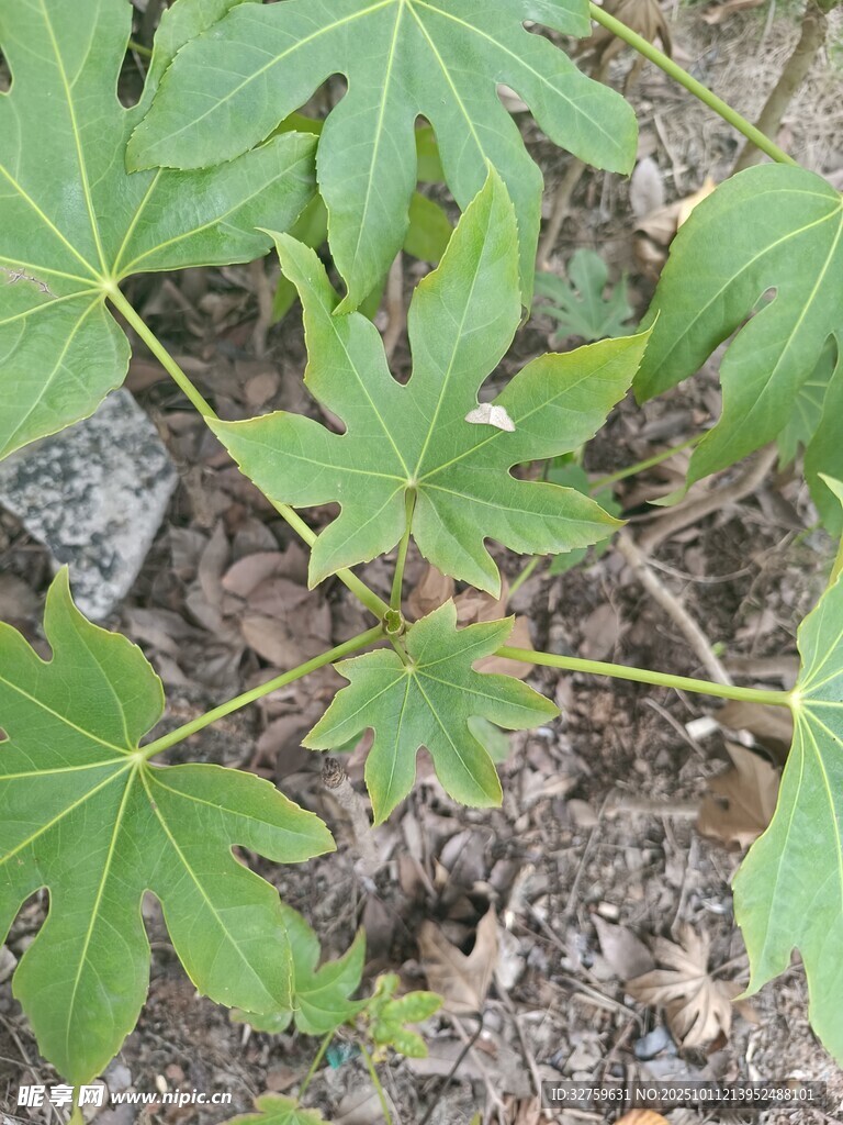 地面生长的绿色掌状叶片