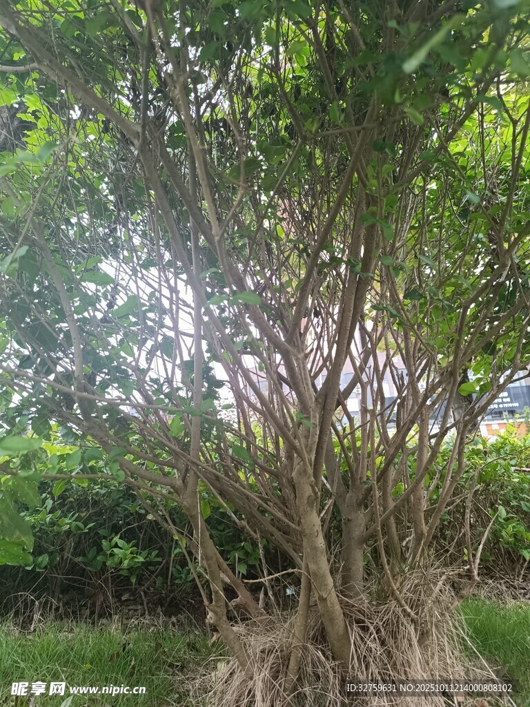 野外丛生树木景观