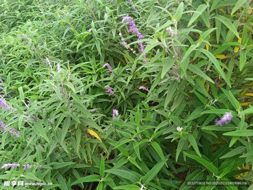 紫色野花点缀绿色草地