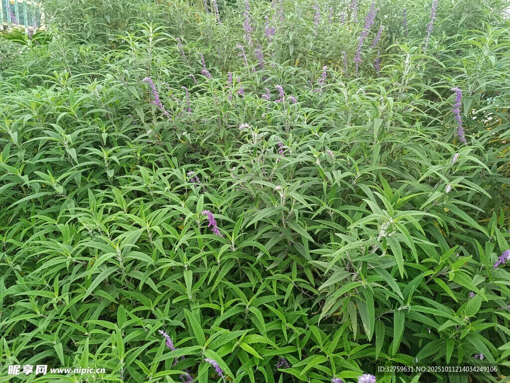 繁茂绿植景观