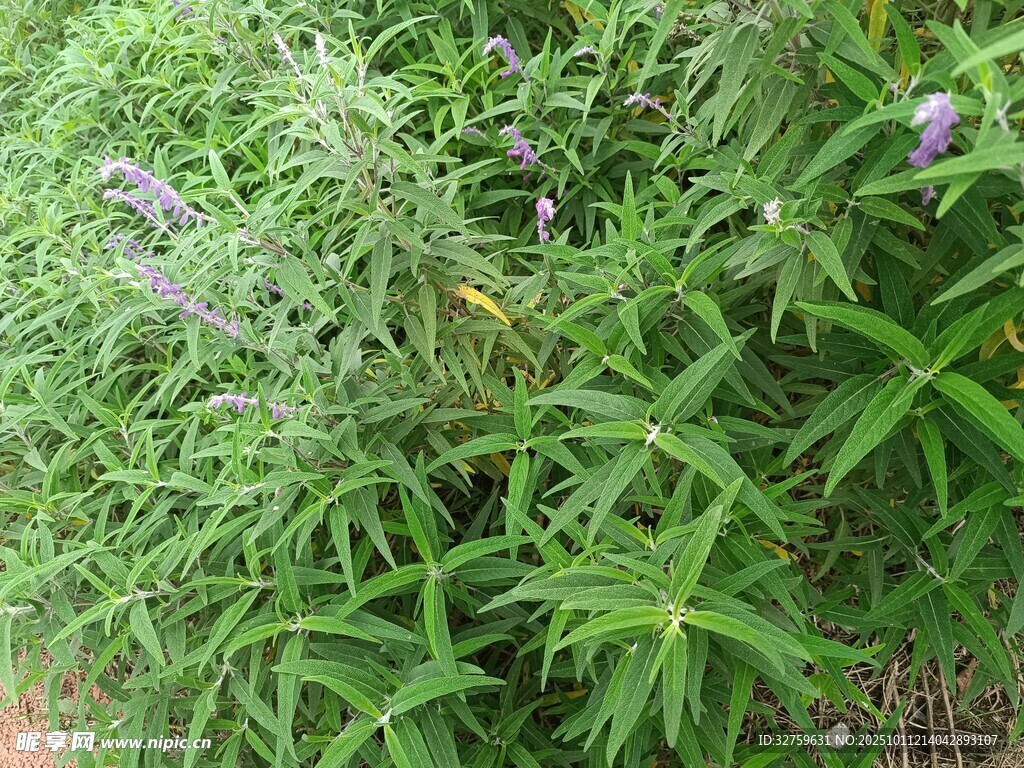 绿叶丛中的紫色小花
