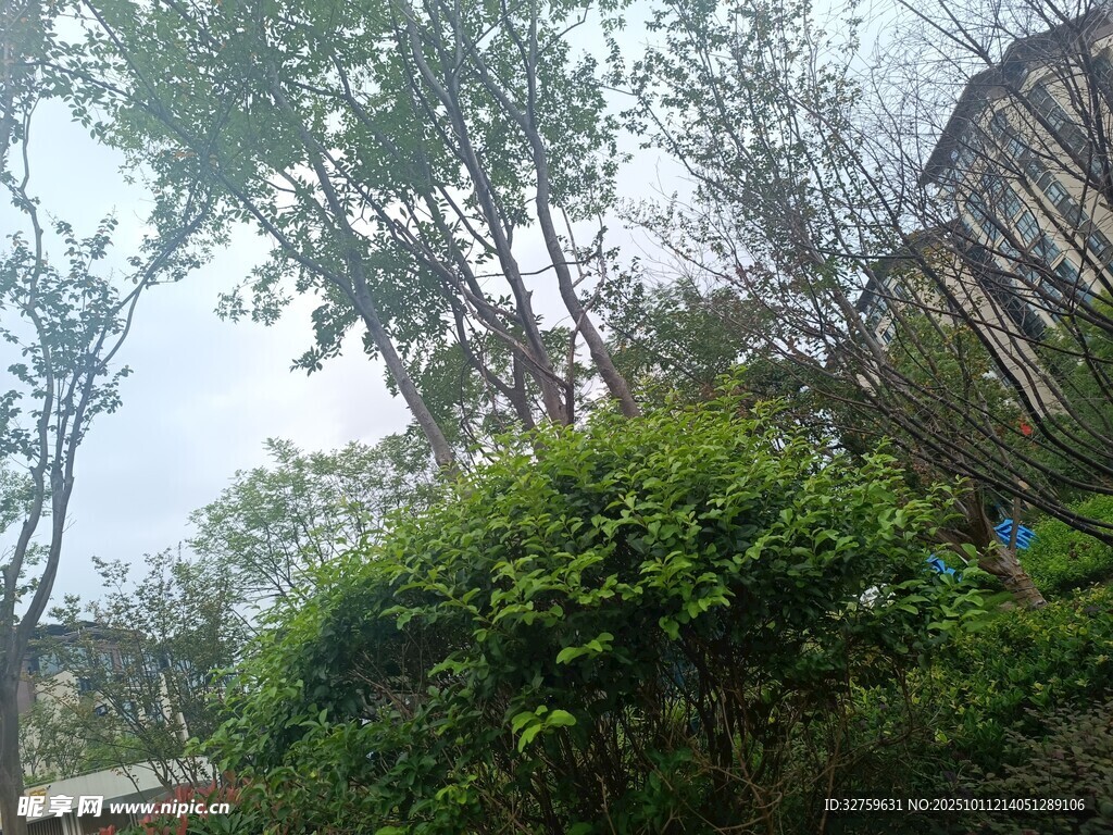 户外繁茂绿植与树木景观