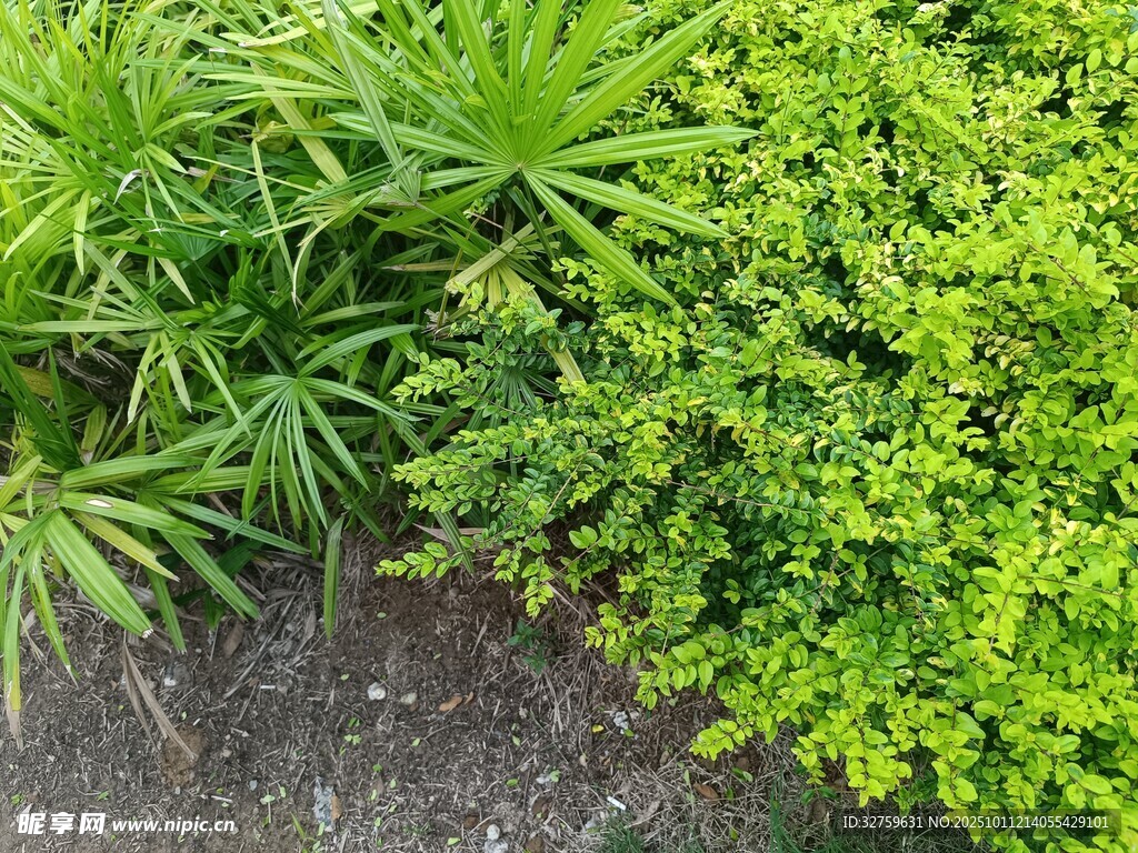翠绿植物景观