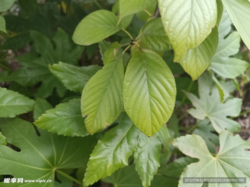 嫩绿叶片展现生机