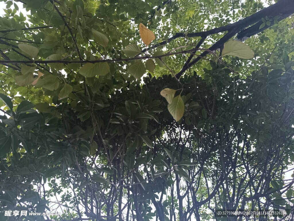 林间繁茂树冠景象