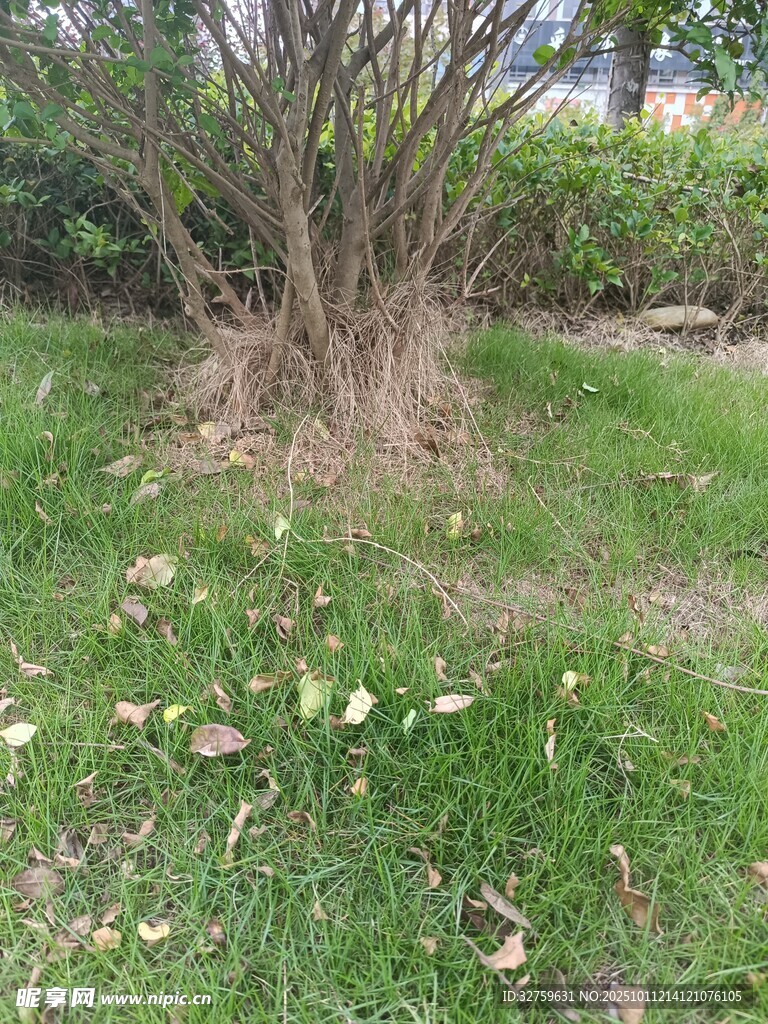 草地旁的灌木及散落树叶