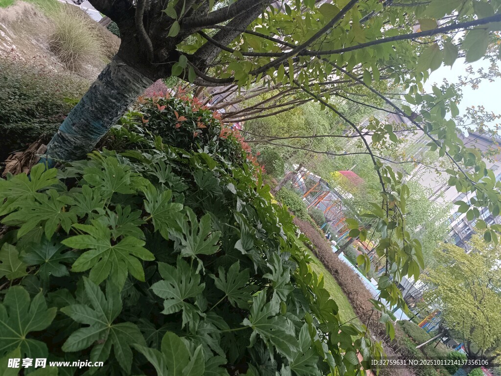 繁茂绿植下的树木景观